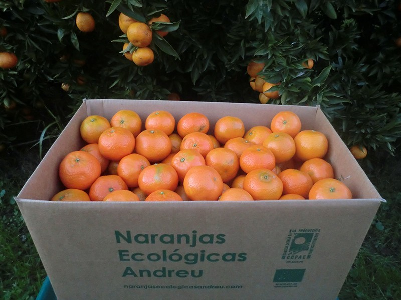 Caja 15 kg. de mandarinas clementinas Nules ecológicas certificadas
