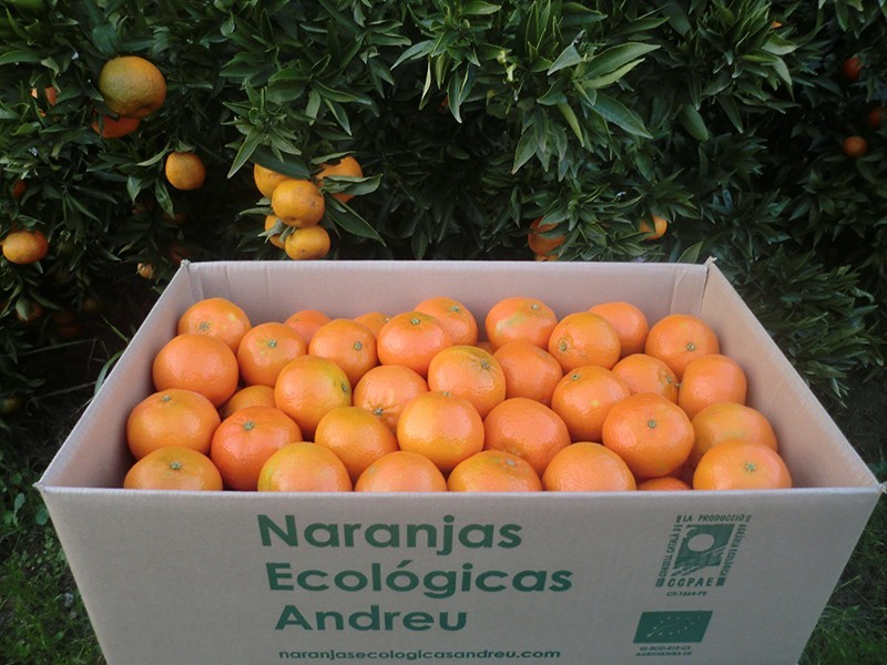Caixa 10 kg.de mandarines clementines Nules ecològiques certificades