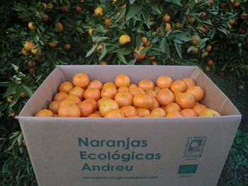Caja 15 kg. de mandarinas pequeñas clementinas Nules ecológicas certificadas