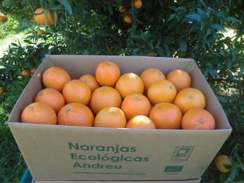 Caja 15 kg. de naranjas Lanelate ecológicas certificadas