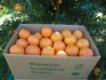 Caixa 15 kg. de taronges Lanelate ecològiques certificades