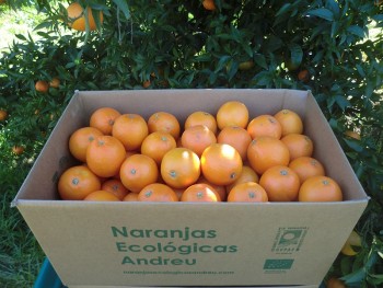 Caja 15 kg. de naranjas zumo Lanelate ecológicas certificadas